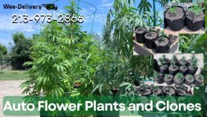 Looking To Find Clones Near You in Monterey Park, CA? Order At Wee-delivery.Com and Have Clones Delivered to Your Home. At Wee-Delivery, We Are the Premier Marijuana Delivery Service in Monterey Park, CA. If You Want to Find Marijuana Delivery Services Near Me in Monterey Park, California and Buy Marijuana and Clones in Los Angeles, California, Wee-delivery.Com Is the Best Cannabis Dispensary in Monterey Park, California. Weed Delivery Monterey Park, CA. Wee-Delivery.Com. Weed Delivery Monterey Park, CA by Wee-delivery.com 888-422-9658. Clones Monterey Park, Clones Service Monterey Park, Cannabis Dispensary Monterey Park, Cannabis Dispensary Delivery Monterey Park, Delivery Service Monterey Park, Clones Service Monterey Park, Clones Service Monterey Park, San Gabriel Valley.
